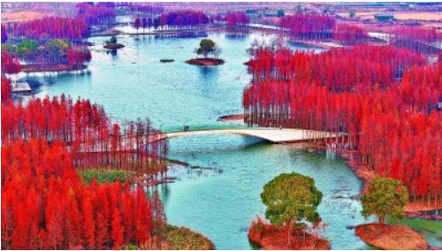 �������й���ˮ��ɭ��